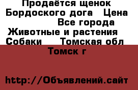 Продаётся щенок Бордоского дога › Цена ­ 37 000 - Все города Животные и растения » Собаки   . Томская обл.,Томск г.